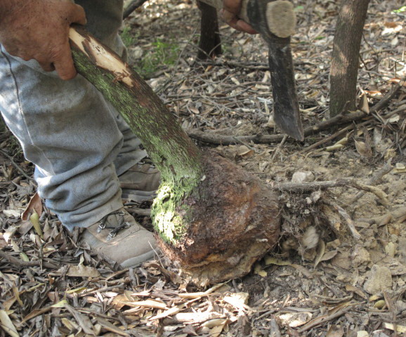 pipe in radica di olivo arborea fiammata